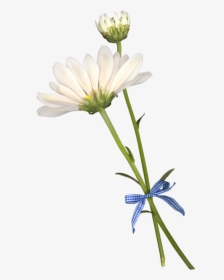 Common Daisy Cut Flowers Petal - African Daisy, HD Png Download, Transparent PNG
