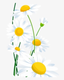 White Daisy Png - White Daisy Border Png, Transparent Png, Transparent PNG