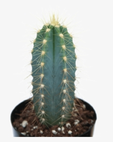 Pilosocereus Azureus Blue Torch Cactus   Class - Small Blue Torch Cactus, HD Png Download, Transparent PNG