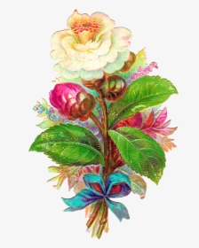 Antique Images Digital Flower White Camellia Vintage - Clip Art, HD Png Download, Transparent PNG