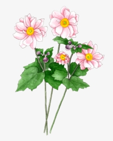 Japanese Anemones Pink, HD Png Download, Transparent PNG