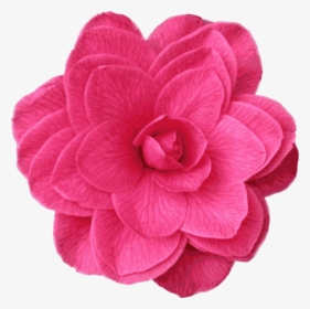 Pink,plant,flower - Bath Sponge, HD Png Download, Transparent PNG