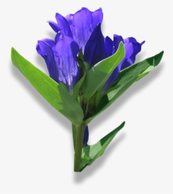 Bouquet, HD Png Download, Transparent PNG