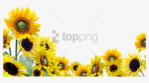Transparent Watercolor Sunflower Png - Transparent Background Sunflower Clipart, Png Download, Transparent PNG