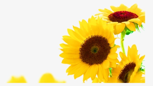 #ftestickers #sunflowers #border #corner - Sunflower Corner Border Clipart, HD Png Download, Transparent PNG