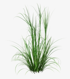Clip Art Cherry Sparkler Fountain Grass - Tall Grass Transparent Background, HD Png Download, Transparent PNG