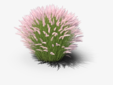 Chives - Muhly Grass White Background, HD Png Download, Transparent PNG
