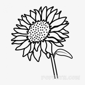 Drawing Pictures Of Sunflower, HD Png Download, Transparent PNG