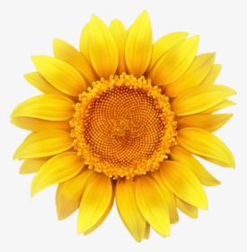 #daisy #sunflower #bloom #flower #border #flowers #white - Transparent Background Sunflower Clipart, HD Png Download, Transparent PNG