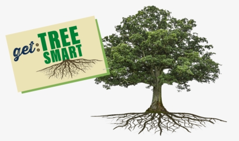 Tree, Showing Roots And The Words Get Tree Smart - Bio Tree, HD Png Download, Transparent PNG