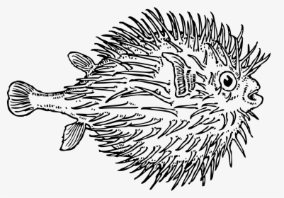 Pufferfish Fugu Clip Art, HD Png Download, Transparent PNG