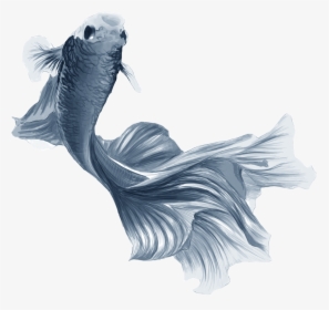 Fishyyy - Illustration, HD Png Download, Transparent PNG