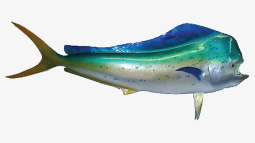 Mahi Mammal,cetacea,blue Whale - Mahi Mahi Fish Png, Transparent Png, Transparent PNG