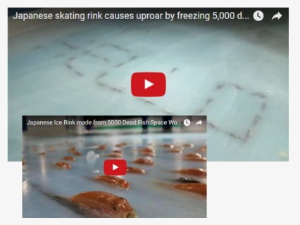 Japanese Skating Rink Causes Uproar By Freezing 5,000 - Japanese Theme Park Frozen Fish, HD Png Download, Transparent PNG