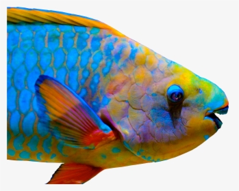 Transparent Background Parrot Fish Png, Png Download, Transparent PNG