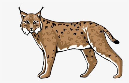 Wildcat Lynx Cougar Cheetah - Lynx Clipart, HD Png Download, Transparent PNG