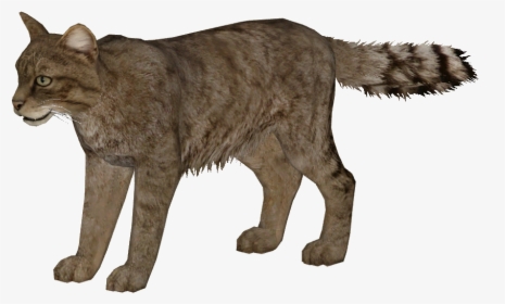 European Wildcat Additional Variants - Zoo Tycoon 2 Olive Baboon, HD Png Download, Transparent PNG