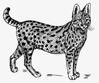 Wildcat, Cat, Feline, Animal, Biology, Mammal, Zoology - Wild Cat Black And White, HD Png Download, Transparent PNG