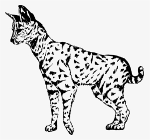 Wild Cat,carnivoran,dog Breed - Serval Clipart Black And White, HD Png Download, Transparent PNG