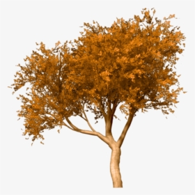 Portable Network Graphics Fall Tree Clip Art Image - Fall Tree Png, Transparent Png, Transparent PNG