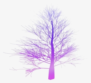 Fall Trees Png Transparent Images - Spruce Tree No Leaves, Png Download, Transparent PNG