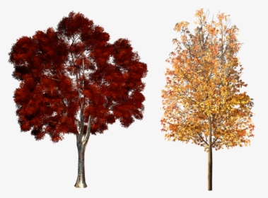 Clipart Fall Deciduous Tree - Fall Trees Png, Transparent Png, Transparent PNG