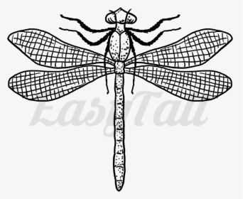 Transparent Dragonfly Silhouette Png - Dragonfly, Png Download, Transparent PNG