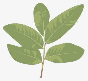 Sweet Birch, HD Png Download, Transparent PNG