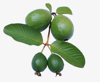 Guava,leaf,jambu Biji,green,guava Png,free Pictures, - Feijoa Tree Png, Transparent Png, Transparent PNG