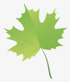 Лист Клена, Maple Leaf, Зеленый Лист, Зелений Лист, - Hojas De Varios Arboles, HD Png Download, Transparent PNG
