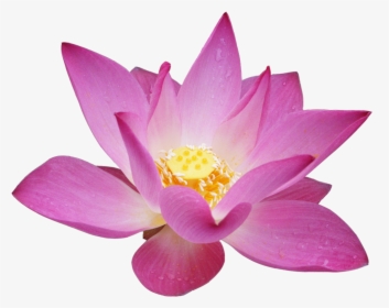 Lotus Flower Transparent Background, HD Png Download, Transparent PNG