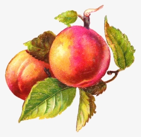 Peach Antique Images Free Fruit Clip Art Antique Botanical - Vintage Peach Clipart, HD Png Download, Transparent PNG