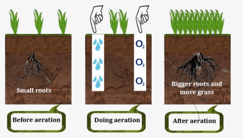How Lawn Aerator Works - Grass, HD Png Download, Transparent PNG