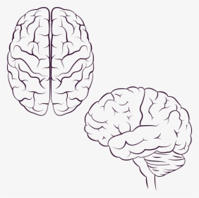 Brain Icon Design Icon - Painted Brain, HD Png Download, Transparent PNG