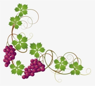 Grape Border Jpg - Grapes On Vine Clipart, HD Png Download, Transparent PNG