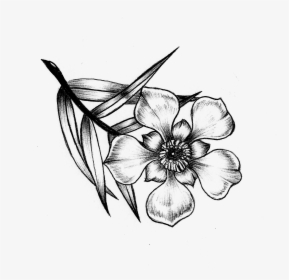 Drawing Of The Manuka Flower, HD Png Download, Transparent PNG