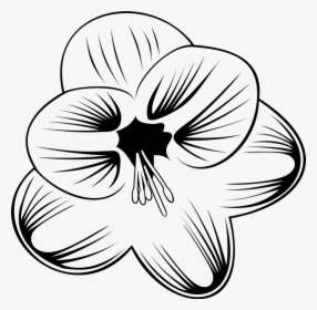 Lily Family, HD Png Download, Transparent PNG
