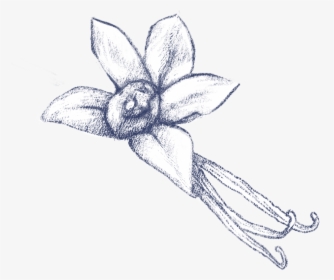 Vanilla Flower Png Sketch, Transparent Png, Transparent PNG