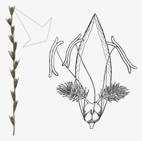 Lolium Perenne Flower, HD Png Download, Transparent PNG