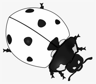 Ladybugs Clipart Black And White - Ladybirds Black And White, HD Png Download, Transparent PNG