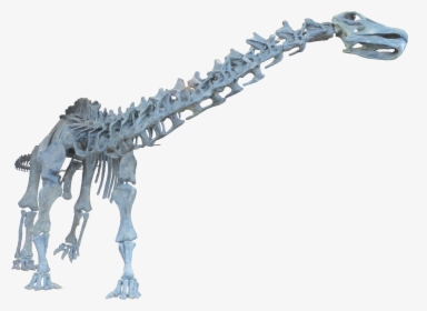 Dinosaur Brontosaurus Neck Bone, HD Png Download, Transparent PNG