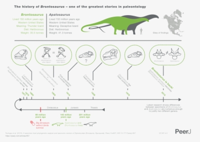 File - Brontosaurus Infographic - Svg - Brontosaurus 2015, HD Png Download, Transparent PNG