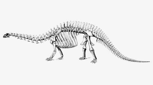 Extinct Clipart Brontosaurus - Dinosaur Fossil Clipart Png, Transparent Png, Transparent PNG