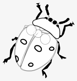 Black And White Ladybug Clipart - Black And White Ladybug Line Drawing, HD Png Download, Transparent PNG