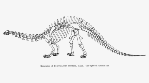 Restoration Of Brotosaurus 1883 Page 86 - Draw Dinosaurs Skeletons, HD Png Download, Transparent PNG