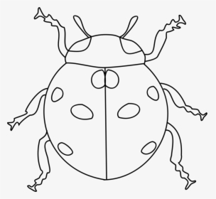 Ladybird Beetle Black And - Ladybird Images Black And White, HD Png Download, Transparent PNG