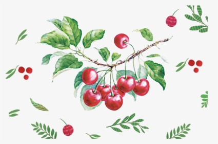 Transparent Cherry Vector Png - Cherry Drawing Watercolor Png, Png Download, Transparent PNG