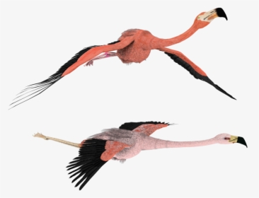 3d Flamingo Clipart - Flying Flamingo Png, Transparent Png, Transparent PNG