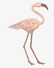 Pink, Bird, Wings, Flamingo, Long, Standing, Neck - Greater Flamingo, HD Png Download, Transparent PNG