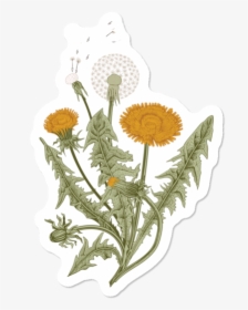 Flowers Extract Png, Transparent Png, Transparent PNG